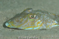 Small Dragonet, Cascais - Emissário da Guia, Portugal.
N... by José Carvalho 